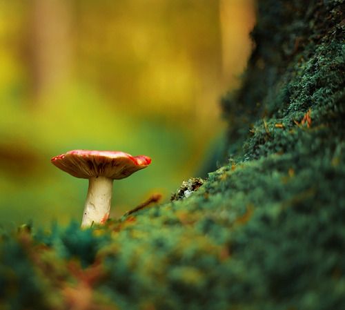 When in Wonderland