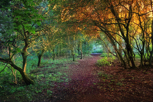Fall of the Fairies